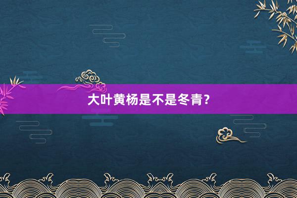 大叶黄杨是不是冬青？
