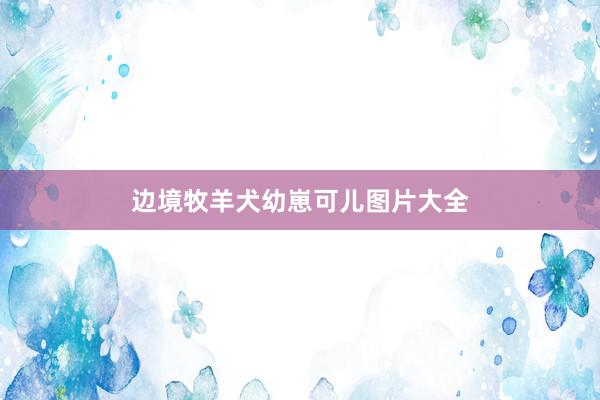 边境牧羊犬幼崽可儿图片大全